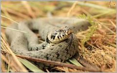 Uzovka obojkova / Grass Snake
