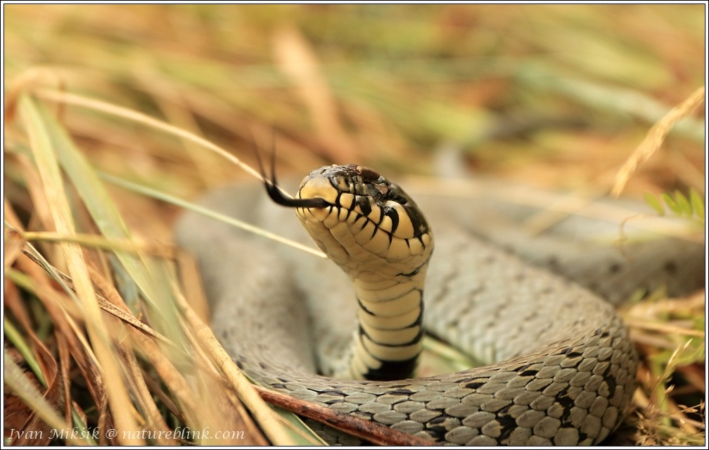 Uzovka obojkova / Grass Snake
