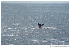 Plejtv?kovec ?ed? / California Grey Whale