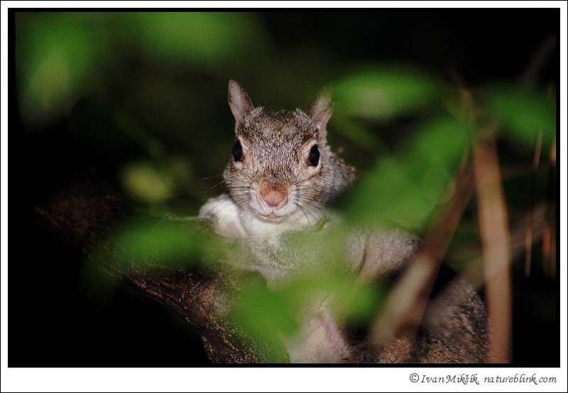 Veverka popelav? / Eastern Gray Squirrel