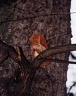 Veverka obecn? / Eurasian Red Squirrel