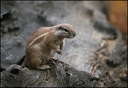 Veverka kapsk? / Cape Ground Squirrel