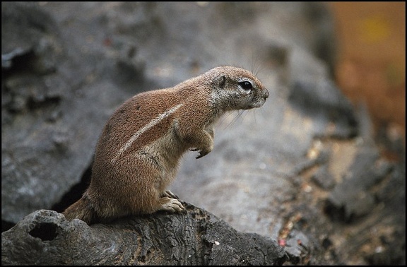 Veverka kapsk? / Cape Ground Squirrel