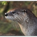 Vydra severoamerick? / Canadian River Otter