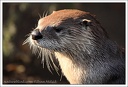 Vydra severoamerick? / Canadian River Otter