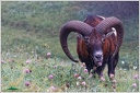 Mouflon / Muflon