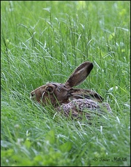 Zajíc polní / Hare