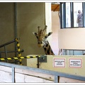?irafa Rothschildova / Rothschild's Giraffe