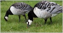 Berneska belolici / Barnacle Goose