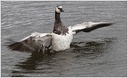 Berneska belolici / Barnacle Goose
