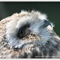 Kalous pustovka / Short-eared Owl