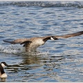 Berneska velka / Canada Goose