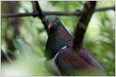 New Zealand Pigeon (Kereru, Kukapa) / Holub maorsky