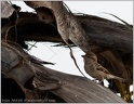 Vrabec domaci / House Sparrow