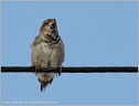 Vrabec domaci / House Sparrow