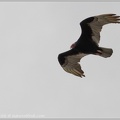 Turkey Vulture / Kondor krocanovity