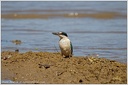 Sacred Kingfisher (Kotare) / Lednacek posvatny