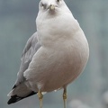 Racek delawarský / Ring-billed Gull