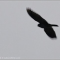 Band-tailed Nighthawk / Lelek pruhoocasy