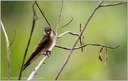 Southern Rough-winged Swallow / Vlastovka neotropicka
