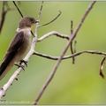 Southern Rough-winged Swallow / Vlastovka neotropicka