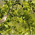 Sedmihlasek sedy/Olivaceous Warbler