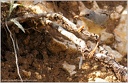 Penice vousata / Subalpine Warbler