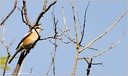 Tuhyk belocely / Masked Shrike