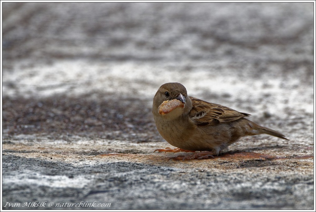 House Sparrow / Vrabec domaci - New Zealand