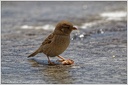 House Sparrow / Vrabec domaci - New Zealand