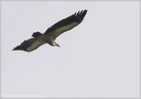 Sup belohlavy/Griffon Vulture