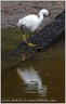 Snowy Egret / Volavka belostna