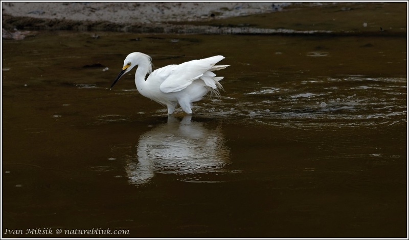 Snowy Egret / Volavka belostna