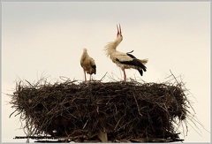 Cap bily / White Stork