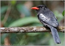 Black Nunbird / Lenivka cerna