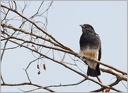 Swallow-winged Puffbird / Lenivka vlastovci