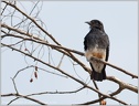 Swallow-winged Puffbird / Lenivka vlastovci