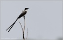 Fork-tailed Flycatcher / Tyran savanovy