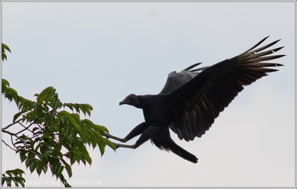 Kondor cerny / Black Vulture