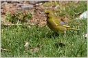 Greenfinch / Zvonek zeleny - New Zealand