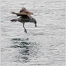 Black-backed Gull / Racek jizni