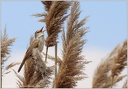 Rakosnik velky/Great Reed Warbler