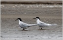 White-fronted Tern (Tara) /  Rybak belocely