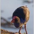 Pukeko (Purple Gallinule) / Slipka modra