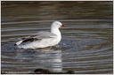 Red-billed Gull / Racek rudozoby/australsky
