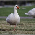 "Feral Goose"