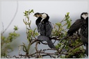 Little Shag (Kawaupaka, Little Pied Cormorant) / Kormoran cernobily