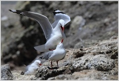 Red-billed Gull / Racek rudozoby/australsky