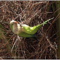 Papoušek mniší / Monk Parakeet