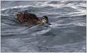 Grey Duck (Parera) / Kachna prouzkovana